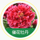 催花(huā)牡丹