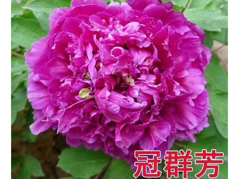 冠群芳