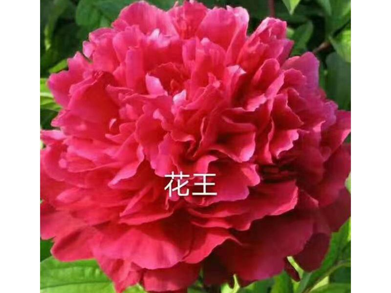 花(huā)王