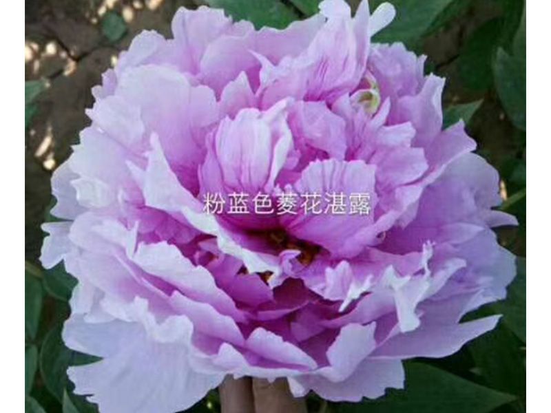 菱花(huā)湛露