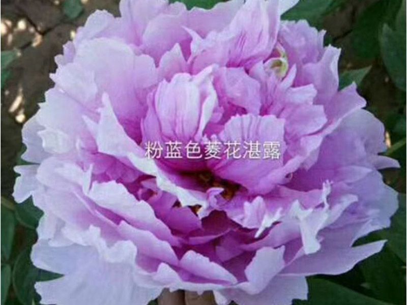 菱花(huā)湛露