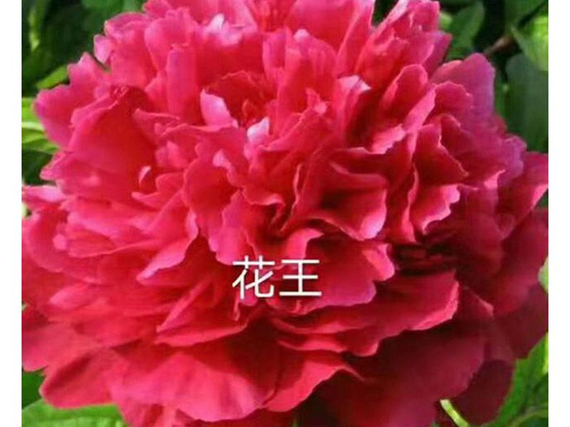 花(huā)王