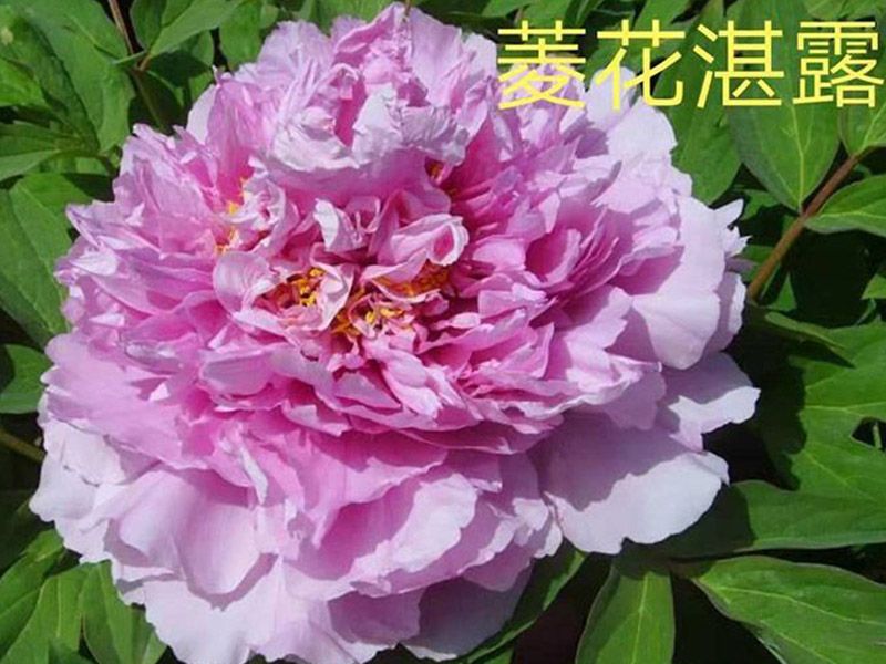 菱花(huā)湛露