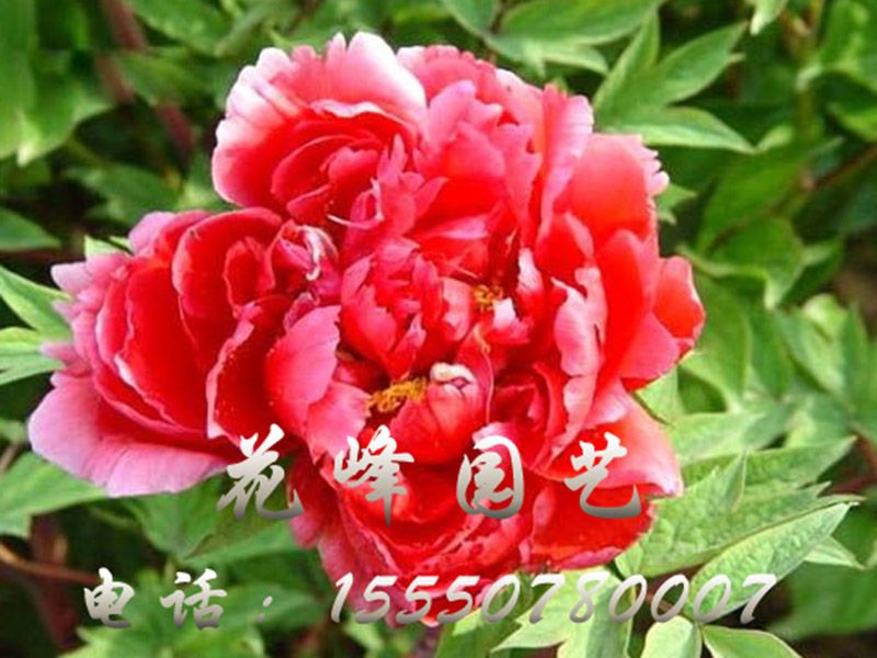 紅花(huā)路霜