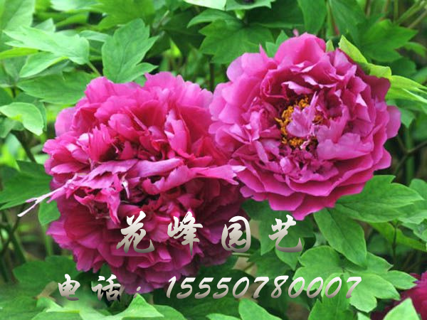 牡丹花(huā)管理(lǐ)應注意什麽